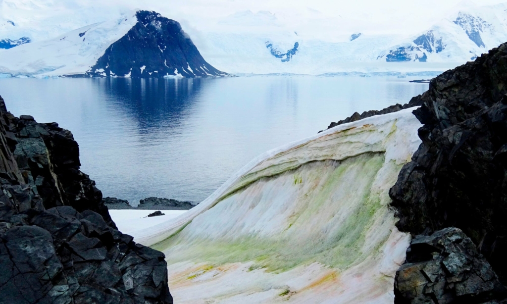 اللون الأخضر يكسو جليد القطب الجنوبي.. علماء: بداية نظام بيئي جديد