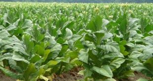 مزارعو التبغ يطالبون برفع سعر شراء المحصول إلى الضعف