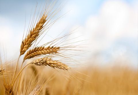 وزير الزراعة: زراعة أكبر مساحة ممكنة من القمح هذا العام