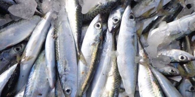سمك فاسد يتسبب بعشرات حالات التسمم الغذائي في اللاذقية