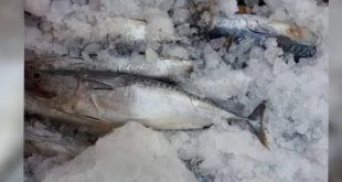 ضبط 63 كغ سمك غير صالح للاستهلاك البشري في دوما بريف دمشق