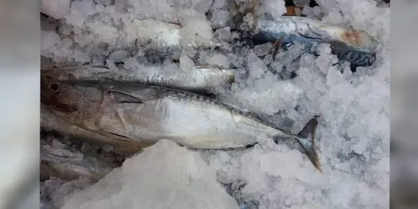 ضبط 63 كغ سمك غير صالح للاستهلاك البشري في دوما بريف دمشق