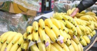 لجنة سوق الهال: مستوردو الموز يخسرون مع انخفاض سعره محلياً