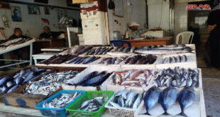 فقط في سوريا الأسماك “تحلق”.. أغلى الأنواع بـ 90 ألف والأسعار تبدأ من 4000