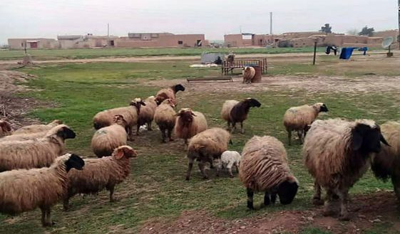 الجفاف يضرب “الجزيرة السورية”.. أضرار هائلة في المحاصيل وسوق المواشي