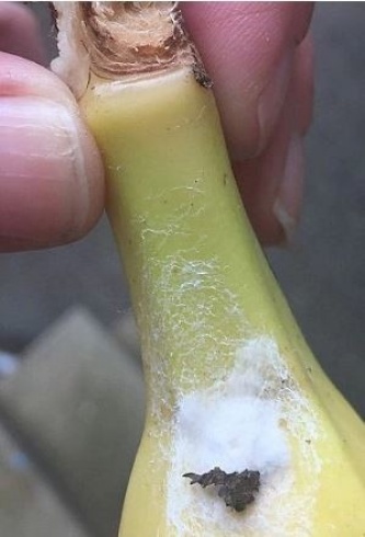 احذروا هذا الموز.. ينهي حياتكم خلال ساعتين
