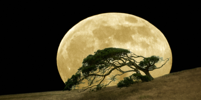 أين توجد "أشجار القمر" على الأرض؟