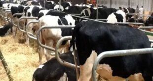أسعار اللحوم والحليب في ارتفاع مستمر.. ومطالب بخفض الجمارك على الأعلاف
