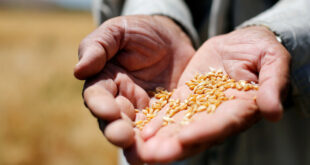 سوريا تطرح مناقصة لشراء أرز مصري أو صيني