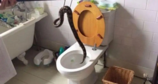 رجل تايلندي يتعرض لصدمة بعد خروج تعبان مميت من “مرحاض” يجلس عليه