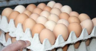8 آلاف ليرة لطبق البيض وتجار يحتكرون المادة