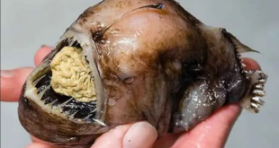 بالفيديو.. سمكة غريبة تنال لقب “أقبح حيوان في العالم”