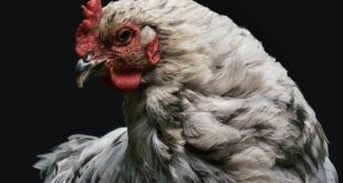 سر بيع سعودي دجاجا بـ10 آلاف ريال... فيديو