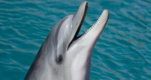 دلفين نادر يثير حيرة العلماء.. شاهدوا لونه (فيديو)