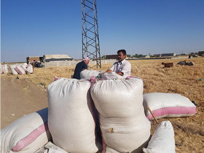 الحكومة السورية توافق على توصيات لإنقاذ موسم القمح