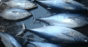 10 حالات تسمم غذائي بسمك البلميدا خلال أسبوع في جبلة