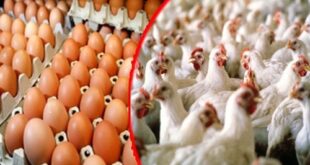 جنون أسعار الفروج والبيض مستمر … كيلو شاورما الدجاج الفرط 28500 ليرة!