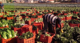 شروط السعودية لدخول الصادرات الزراعية السورية