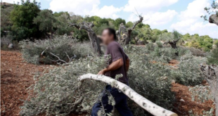 تجار مجهولون يدفعون 200 ألف مقابل اقتلاع كل شجرة زيتون من جذورها في ريف طرطوس!