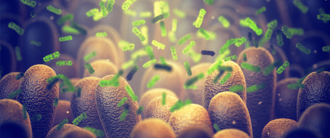 كيفية زيادة البكتيريا النافعة في الأمعاء