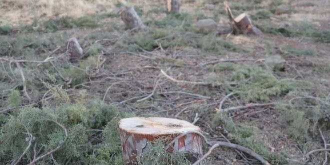 كارثة جديدة بحق الحراج.. قطع 460 شجرة معمّرة في موقع القينة بالسويداء