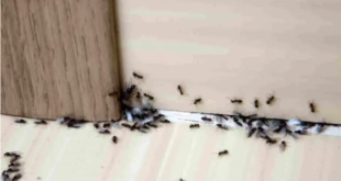 مكوّنات طبيعية.. في مطبخك تقضي على النمل بسهولة