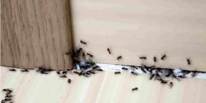 مكوّنات طبيعية.. في مطبخك تقضي على النمل بسهولة