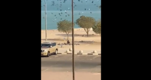 الكويت.. رجل يصطاد حمام الشوارع بالشباك "ليبيعها للمطاعم" (فيديو)