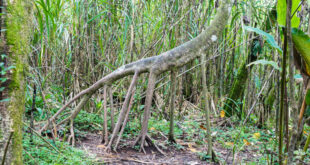 ما حقيقة الأشجار التي يمكنها المشي 20 متراً كل عام في الإكوادور؟