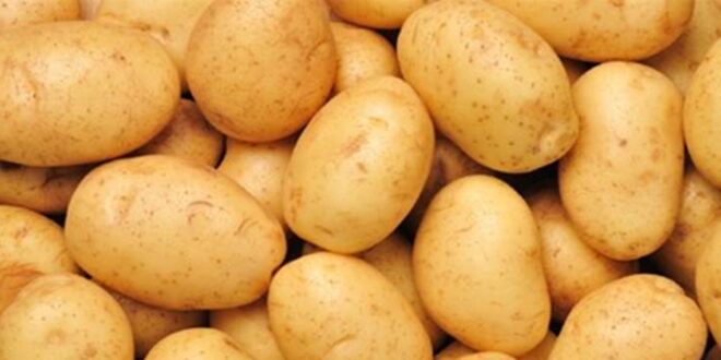 البطاطا اللبنانية بالدولار إلى سوريا بدلاً من الخليج