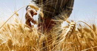 توزيع أكثر من 279 ألف ليتر مازوت لتنفيذ خطة زراعة القمح والشعير بالسويداء