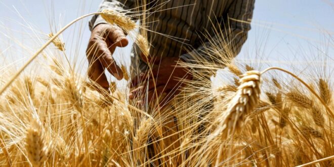 توزيع أكثر من 279 ألف ليتر مازوت لتنفيذ خطة زراعة القمح والشعير بالسويداء