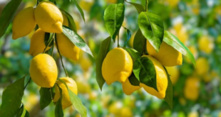 أوراق الليمون.. فوائدها تضاهي الثمرة وهذه أبرزها