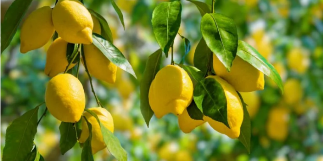 أوراق الليمون.. فوائدها تضاهي الثمرة وهذه أبرزها