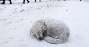 شاهد.. حيوانات متجمدة من البرد والثلج كأنها تماثيل!