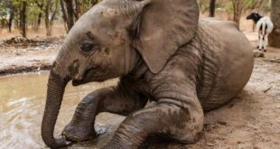 فيل يدهس سائحا سعودياً في أوغندا