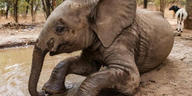 فيل يدهس سائحا سعودياً في أوغندا