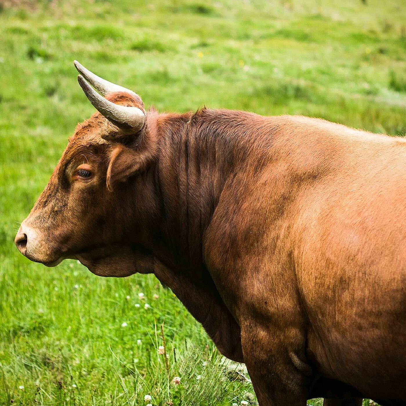 хайлендская корова шотландия. ковбои и лонгхорны. габариты быка. волы животные фото. бык.