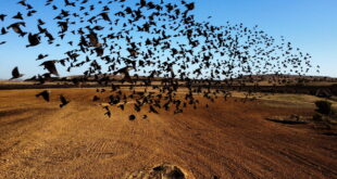 سقوط آلاف الطيور دفعة واحدة على منزل في المكسيك... فيديو