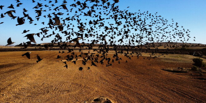 سقوط آلاف الطيور دفعة واحدة على منزل في المكسيك... فيديو