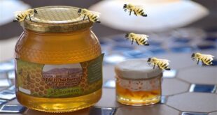 مراد: نسعى لتصدير العسل السوري للأسواق الخارجية
