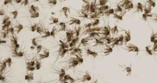 دون مبيدات كيميائية.. وصفات تخلصك الناموس والنمل والحشرات الطائرة