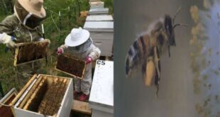 لهذه الأسباب يهاجر النحل من سورية