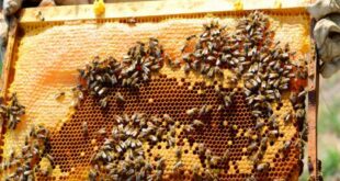 الزراعة تؤكد: النحل في اللاذقية وحمص لم يهاجر