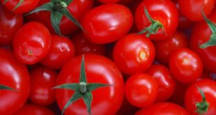 طريقة سهلة ومضمونة لتخزين الطماطم لسنة كاملة..جربيها