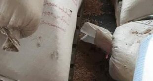 الحشرات تظهر فساد في مشتريات لـ السورية للتجارة