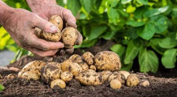 نوعية بذار سيئة تضرب محاصيل البطاطا في ريف طرطوس