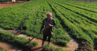 خبير زراعي: قطاع الزراعة في سورية يحتضر