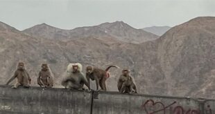 القرود "تغزو" منطقة سعودية