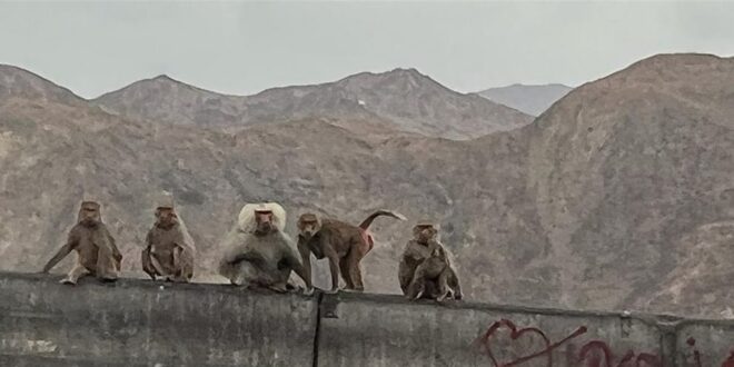 القرود "تغزو" منطقة سعودية